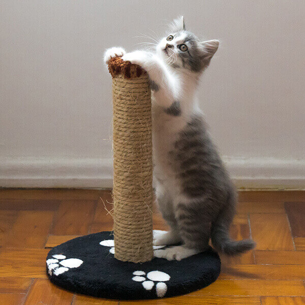 Cat on scratching post with silicone grip roll under base to keep the pet accessory from moving