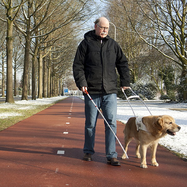 Hearing Assistive Animal Guiding Deaf Man in Park