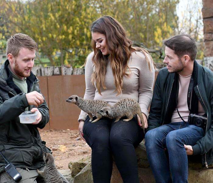 Yorkshire Wildlife Park Disability Friendly Desination's Meerkats