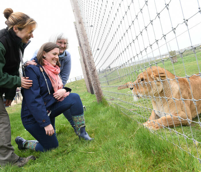 Yorkshire Wildlife Park Disability Inclusive Desination's Lion