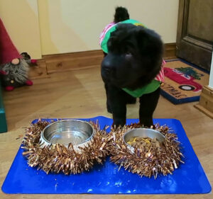 t-floor-60-2-blue-floor-mat-pet-food-bowls-resting-on-tenura-non-slip-floor-mat-pet-dog-eating-at-christmas