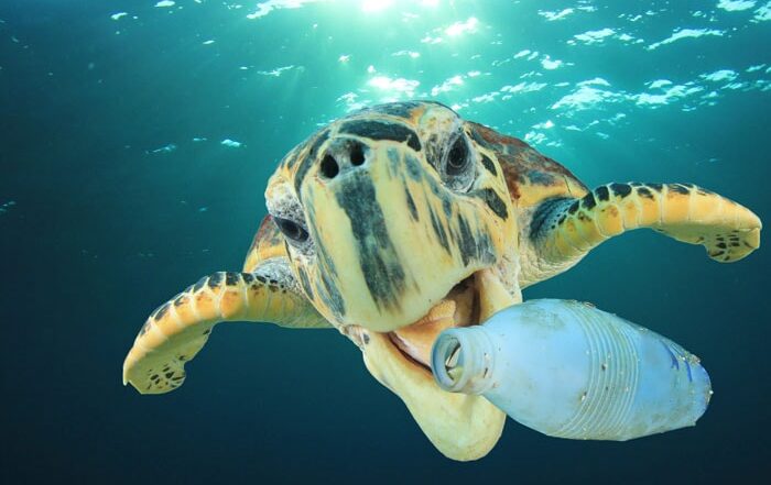 Turtle Swimming near Plastic