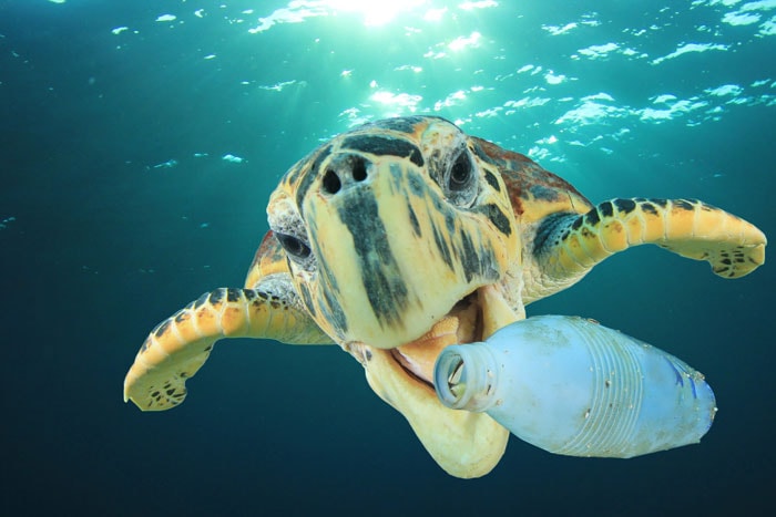 Turtle Swimming near Plastic