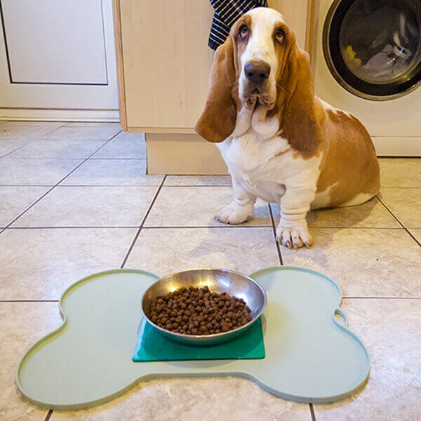 Dog with Tenura Mat