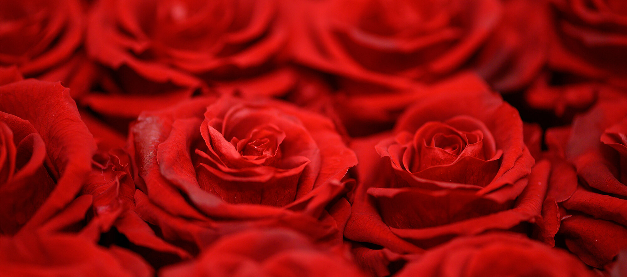 Valentines Day Roses