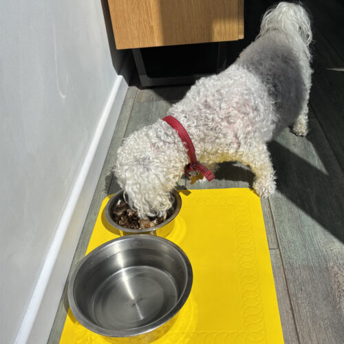 T-FLOOR-60-3-Yellow-Floor-Mat-Dog-Eating.jpg