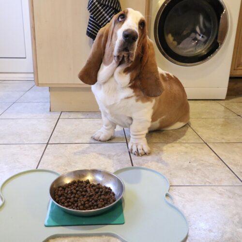 T-EG-2 Green Extreme Mat Used on Dog Food Tray with Dog-1