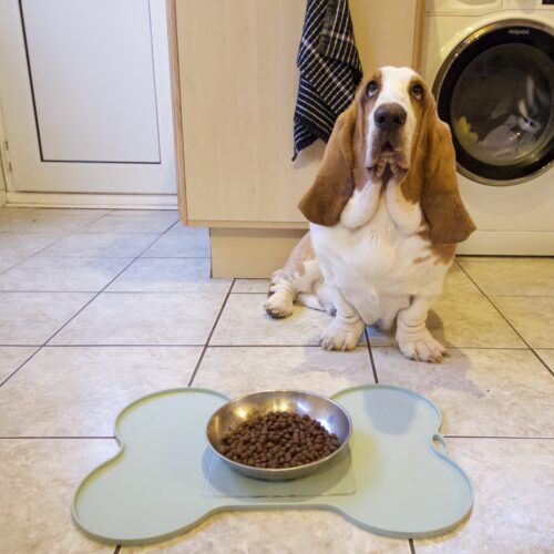 T-EG-1 Clear Extreme Mat Used on Dog Food Tray with Dog-1