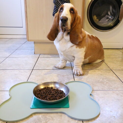 T-EG-2 Green Extreme Mat Used on Dog Food Tray with Dog-2