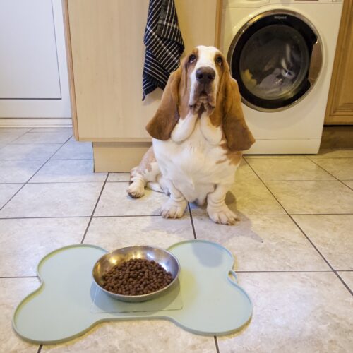 T-EG-1 Clear Extreme Mat Used on Dog Food Tray with Dog-2
