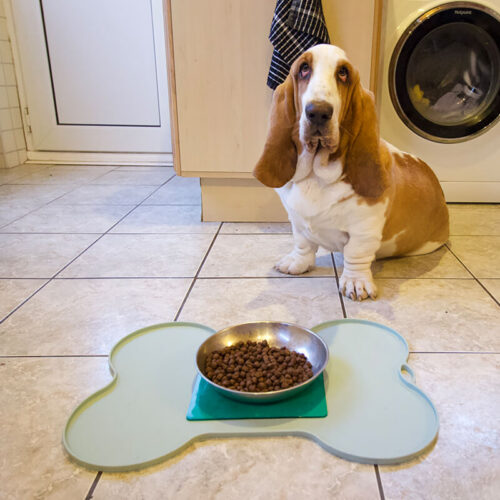 T-EG-2 Green Extreme Mat Used on Dog Food Tray with Dog-3